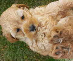 Prelepi štenci patuljaste pudle, ženke - 6