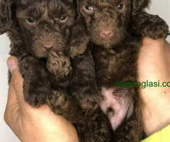 Braon-čokoladne TOY pudle spremne za preuzimanje stare 2 meseca - 6