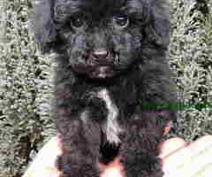 Crne TOY PUDLE   spremne za preuzimanje - 6