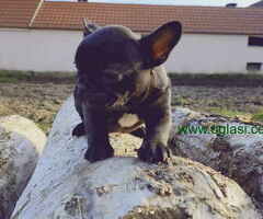 Prelepi štenci francuskog buldoga - 6