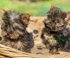 Mini mini jorki spremni za preuzimanje - 6