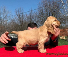 Engleski koker spanijeli iz odgajivacnice BY FAITH KENNEL - 6