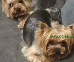 Jorkširski terijer - Jorki štenci na prodaju - 6