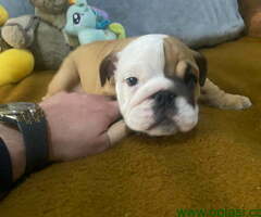 Engleski buldog Stenad
