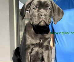 Cane corso stenci  na prodaju