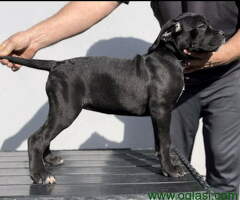 Cane corso stenci  na prodaju