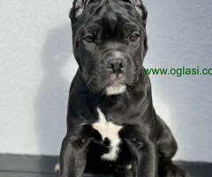 Cane corso stenci  na prodaju