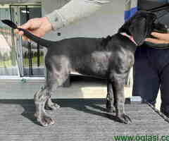 Cane corso stenci  na prodaju