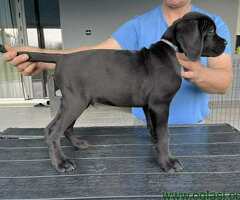 Cane corso stenci  na prodaju - 6