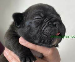 Štenci FRANCUSKOG BULDOGA - 6