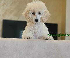 Pudla prodaja ženka - 6