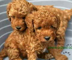 U ponudi crvene toy pudle oba pola - 6