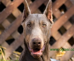 Izabel Doberman muzjak za parenje