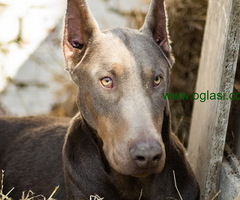 Izabel Doberman muzjak za parenje
