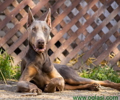 Izabel Doberman muzjak za parenje