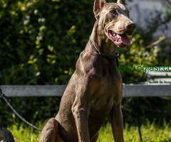 Izabel Doberman muzjak za parenje