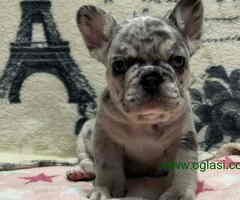 Stenci Francuskog Bulldoga  Fluffy l4 + Cream Carrier