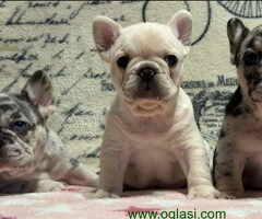 Stenci Francuskog Bulldoga  Fluffy l4 + Cream Carrier