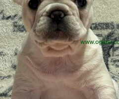 Stenci Francuskog Bulldoga  Fluffy l4 + Cream Carrier