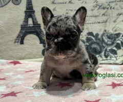Stenci Francuskog Bulldoga  Fluffy l4 + Cream Carrier
