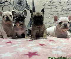 Stenci Francuskog Bulldoga  Fluffy l4 + Cream Carrier - 6
