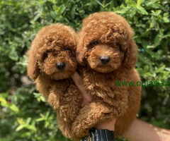 U ponudi Toy pudle - 6