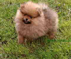 Odgajivačnica POMERANACAmuzjak i zenkica - 6