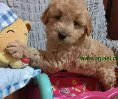 Decak Goldendoodle