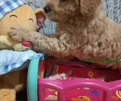 Decak Goldendoodle