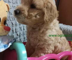 Decak Goldendoodle