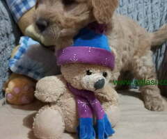 Decak Goldendoodle