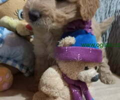 Decak Goldendoodle