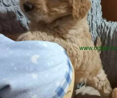 Decak Goldendoodle - 6