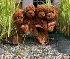 TOY PUDLE crvene