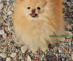 Pomeranci u Pom Hash Starsu dostupni. - 6