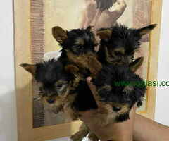 Na prodaju prelepi stenci Yorkshire terriera! - 6