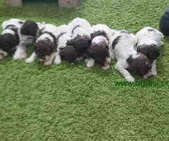 Na prodaju prelepi stenci LAGOTO ROMANJOLO - 6