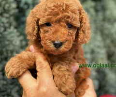 U ponudi crvene toy pudle oba pola - 6