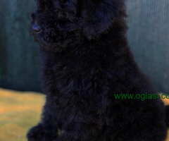 Crne TOY PUDLE   spremne za preuzimanje, stare 2 meseca - 6