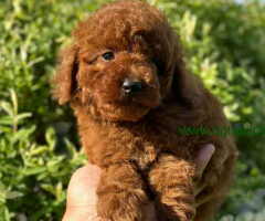 Crvene pudle u ponudi, spremne za preuzimanje - 6