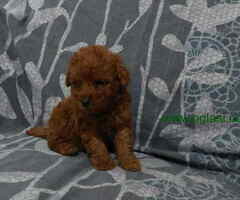 Dostupna 4 muska steneta crvene PUDLE za rezervacij - 6