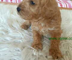 Na prodaju crveni i apricot stenci patuljaste pudle - 6