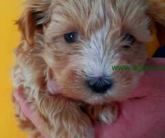 Na prodaju dva mini MALTIPO  steneta - 6