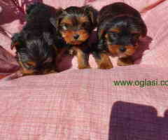 Stenci jorkširskog terijera spremni za preuzimanje - 6