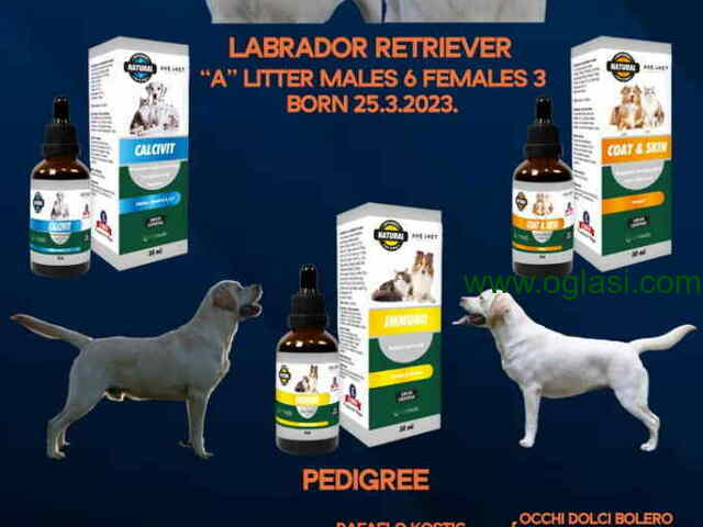 U ponudi štenci Labrador retrivera - 1