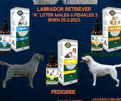 U ponudi štenci Labrador retrivera