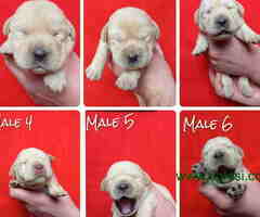 U ponudi štenci Labrador retrivera
