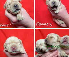 U ponudi štenci Labrador retrivera
