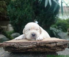 U ponudi štenci Labrador retrivera