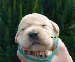 U ponudi štenci Labrador retrivera